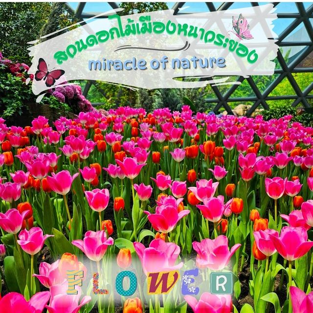 ไปชมทุ่งดอกทิวลิปที่ ระยองกัน 🌷