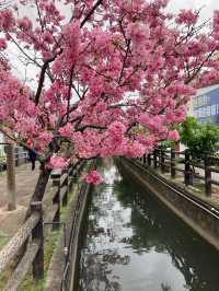 🌸** 春天賞櫻的絕佳去處**🌸
