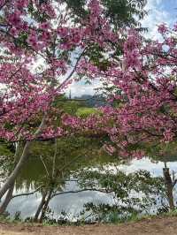🌸** 關西櫻花祕境**🌸