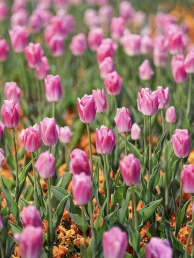 This isnt in holland but in Shanghai -Tulips Bloom 🌷 