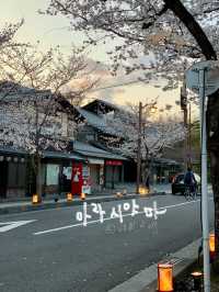 교토 벚꽃 여행지 다녀왔습니다!🎶🫶🏻