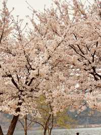 Dasan's Spring Palette: A Canvas of Emerging Life, Gently Brushed 