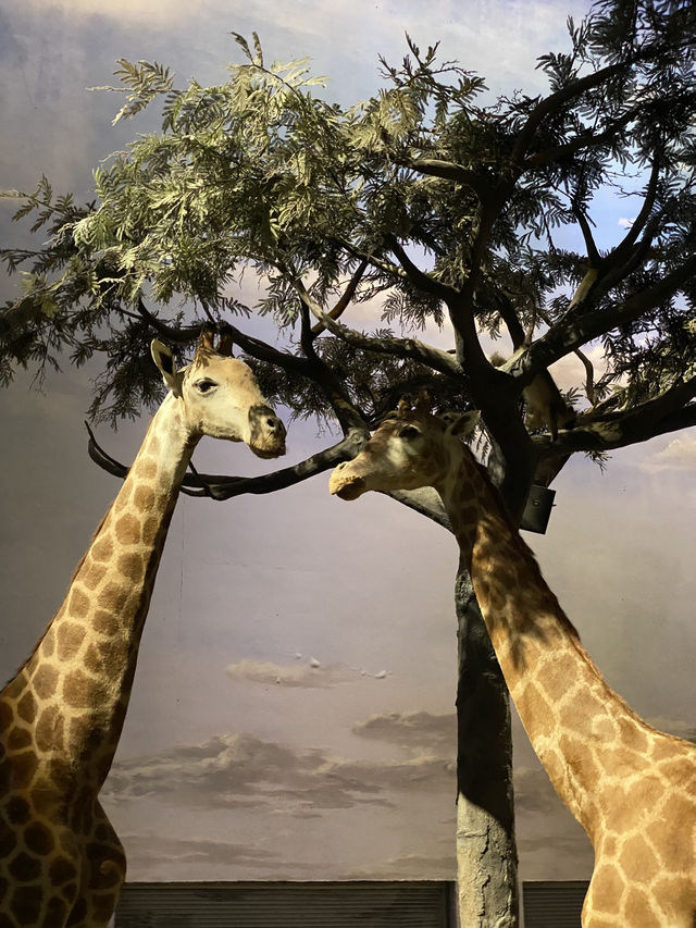 พาทัวร์ 📍Shanghai Natural History Museum