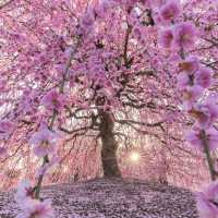 🌸✨ Mie-gnificent Blossoms: A Sakura Dream Come True! ✨🌸