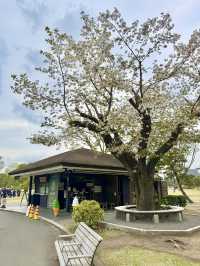 Spring Stroll at Kokyo-mae Plaza