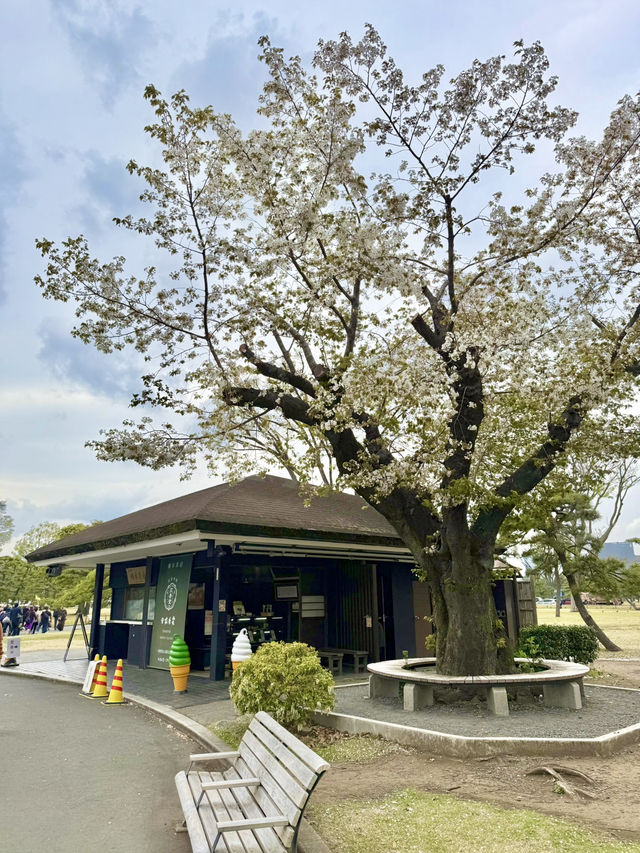 Spring Stroll at Kokyo-mae Plaza