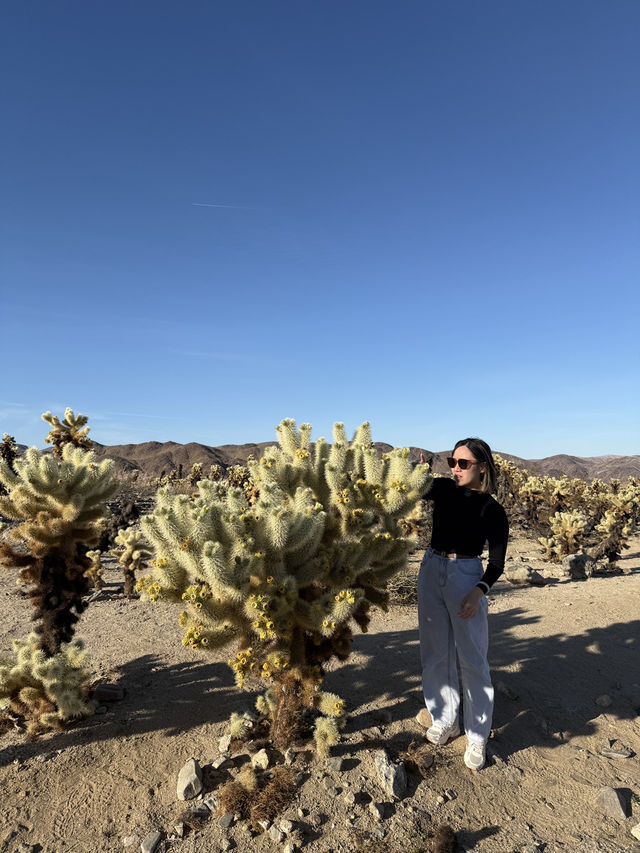 Joshua Tree🌴令到我沙漠依2個字有了實感🏜️