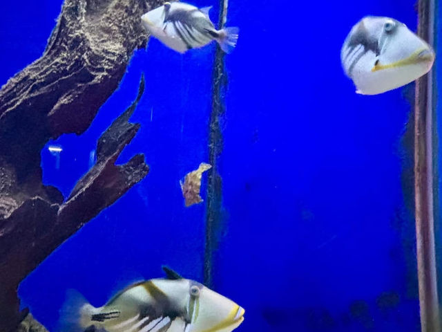 Museum of Oceanography