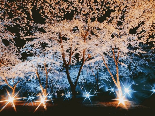 A Spring Night, Like a Dream - Night Illumination at “Sakura no Sato”