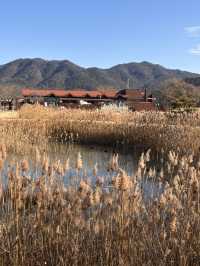 🌿순천만습지 힐링 산책🌾 자연 속에서 느낀 여유로운 하루