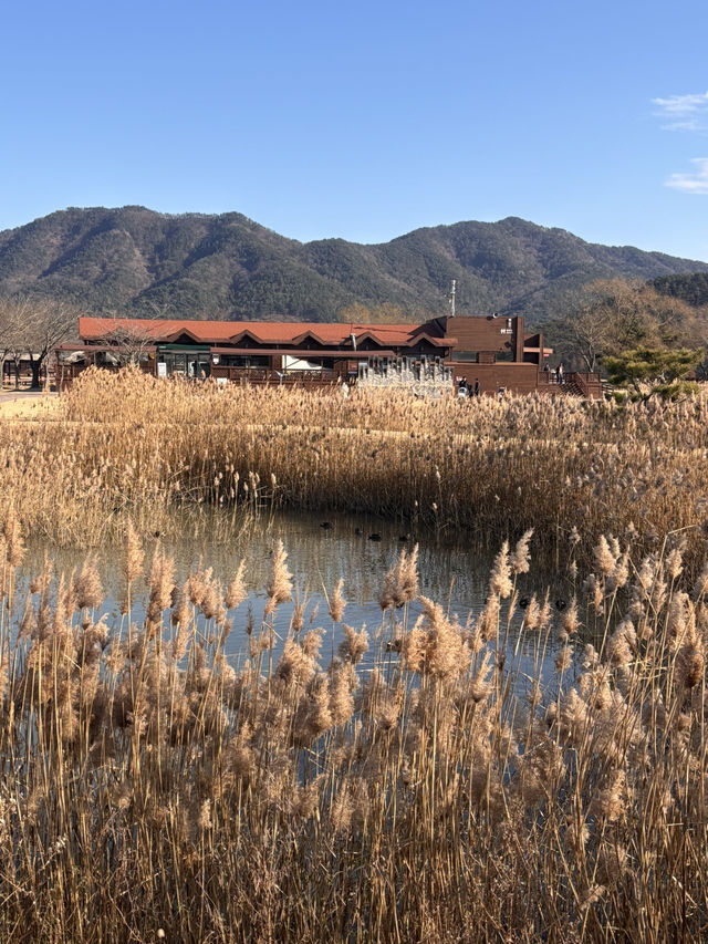 🌿순천만습지 힐링 산책🌾 자연 속에서 느낀 여유로운 하루