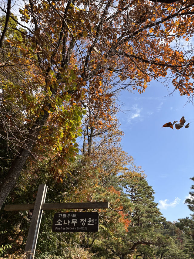 🍁 단풍이 내려앉은 숲, 가을의 화담숲 🌳✨ 