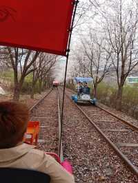 Blush Pink Paradise — Cherry Blossom Season on Nami Island