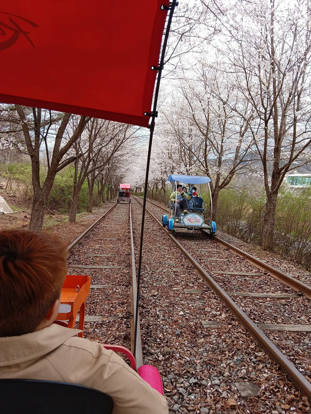 Blush Pink Paradise — Cherry Blossom Season on Nami Island