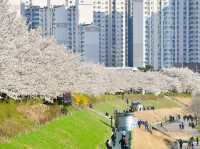 安養川（アニャンチョン）の桜並木で春散歩🌸🌿