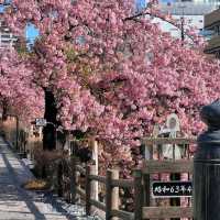 東京近郊的私房賞櫻秘境---松戶坂川河津櫻