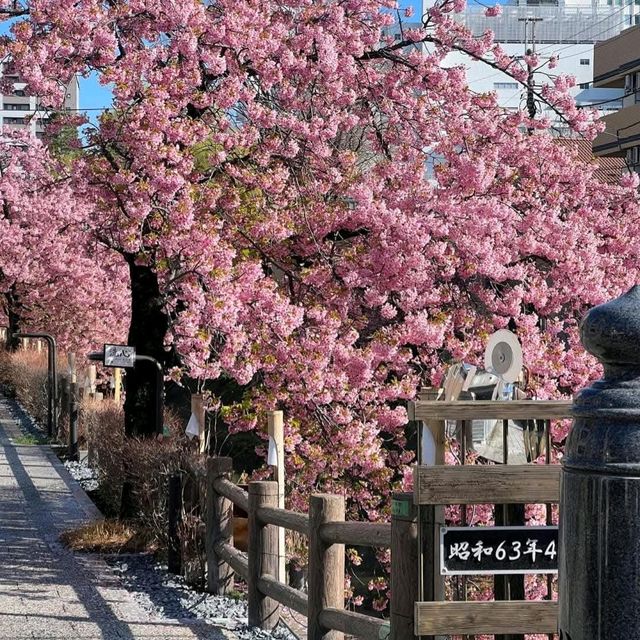 東京近郊的私房賞櫻秘境---松戶坂川河津櫻