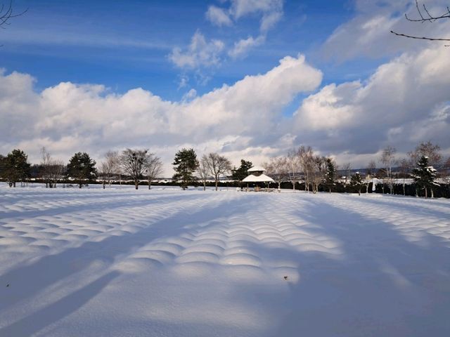 北海道旅遊🥳參觀富田農場😍免費任玩迷你雪兜場🤣刺激好玩🥰欣賞大自然雪景❄️