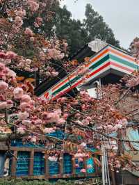 “Alishan Cherry Blossoms: A Mountain Wonderland in Full Bloom”
