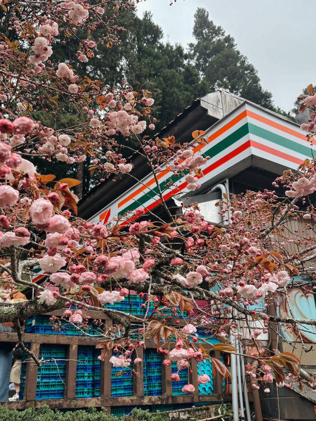 “Alishan Cherry Blossoms: A Mountain Wonderland in Full Bloom”