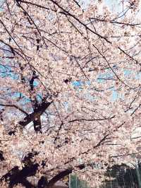 【東京　文京区関口　関口カトリック教会　東京カテドラル聖マリア大聖堂への巡礼】