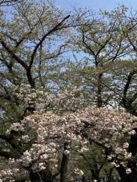 東京｜代代木公園的櫻花之美