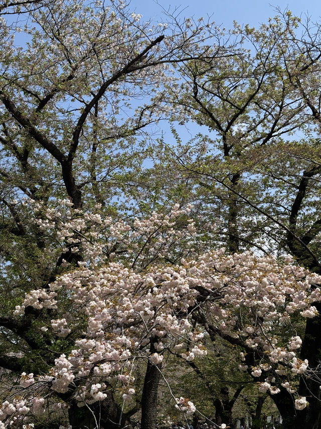 東京｜代代木公園的櫻花之美