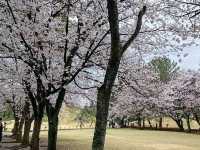 水前寺成趣園🌸櫻花相映成趣🌸