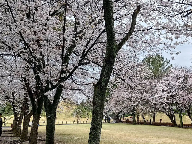 水前寺成趣園🌸櫻花相映成趣🌸