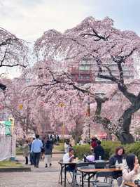 🌸【仙台賞櫻必訪】西公園 × 榴岡公園｜夜櫻絕景、枝垂櫻秘境、美食市集全攻略  🌸