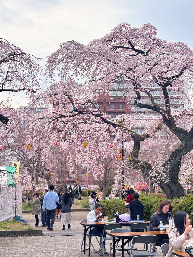 🌸【仙台賞櫻必訪】西公園 × 榴岡公園｜夜櫻絕景、枝垂櫻秘境、美食市集全攻略  🌸