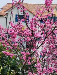 Namhae German Village in Spring: A Taste of Europe in Full Bloom  