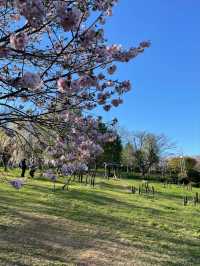 Temiya Park Sakura | Otaru's Seaside Cherry Blossom Haven