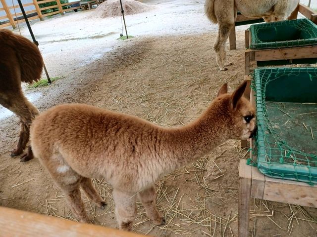 山古志アルパカ牧場でアルパカと触れ合おう！