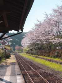 A Hidden Gem: Cherry Blossoms at Kareigawa Station
