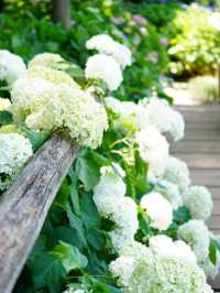 【埼玉】菖蒲と紫陽花が見られる穴場スポット