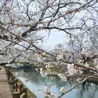 リフレクションが楽しめる桜スポット