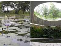 🌸 Serenity Now! A Peaceful Escape at Japanese Garden, Singapore 🌸