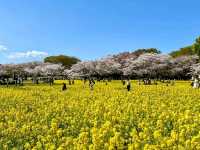 東京賞櫻-百花齊放的國營昭和紀念公園