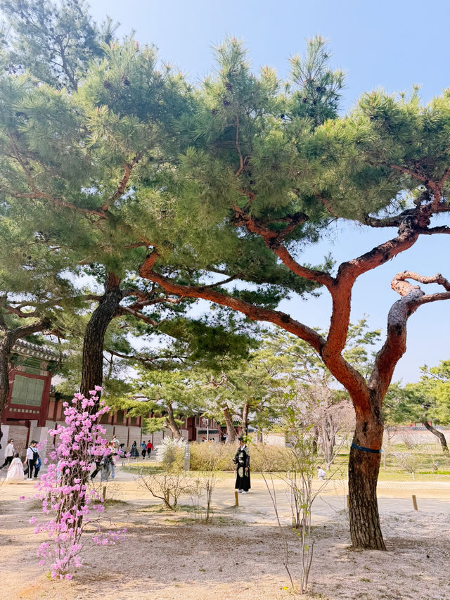 봄 꽃놀이를 원하신다면 이곳으로 떠나보세요 😆😆