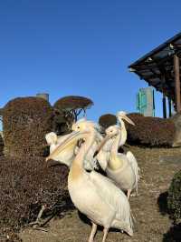 伊豆仙人掌動物園：一起看水豚君浸溫泉！