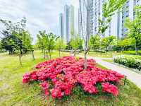 A Park for Everyone: Gungri’s Charm