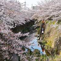 Sakura Dreams Along Yamazaki River