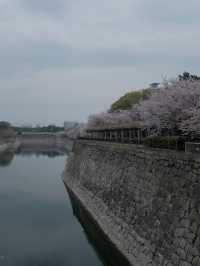จุดชมซากุระปราสาทโอซาก้า(Osaka Castle) 