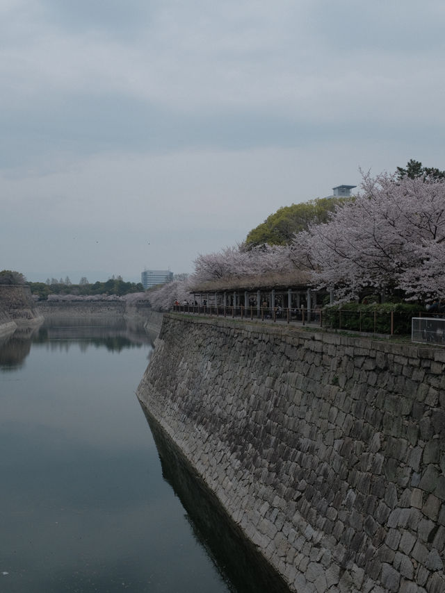 จุดชมซากุระปราสาทโอซาก้า(Osaka Castle) 