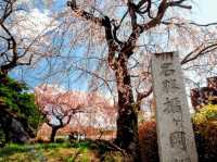 仙台市中心賞櫻好去處---榴岡公園，白天晚上都很夢幻！