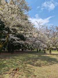 Beautiful Sakuras At Yoyogi Park