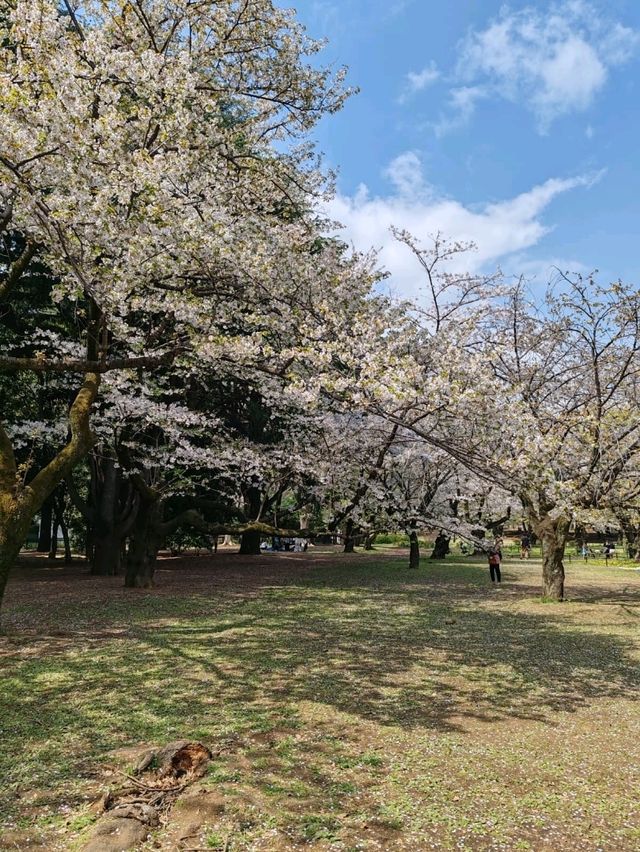 Beautiful Sakuras At Yoyogi Park