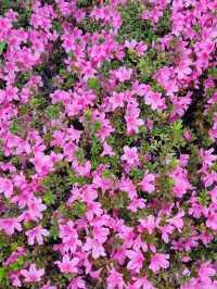 LOVELY SPRING, WHERE EVERY PETAL ADDS A LITTLE MORE COLOUR TO THE DAY 