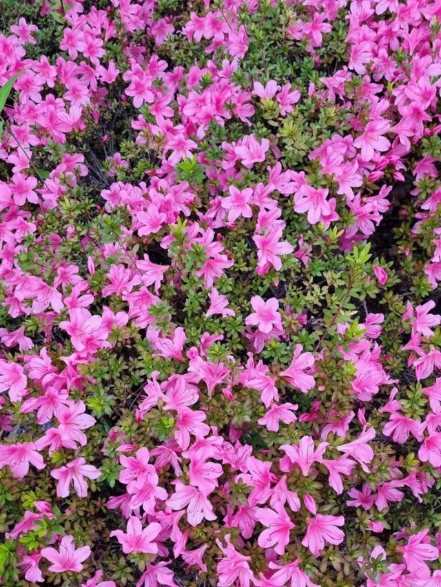 LOVELY SPRING, WHERE EVERY PETAL ADDS A LITTLE MORE COLOUR TO THE DAY 